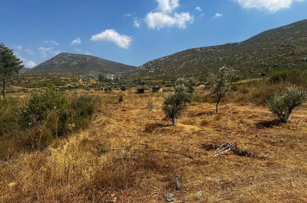 Bodrum Gökpınar 16680 m2 5 Parsel Orman Cepheli Çiftlik Arazisi