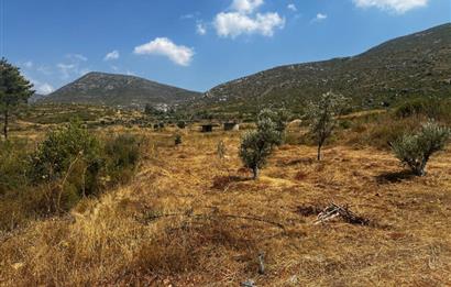 Bodrum Gökpınar 16680 m2 5 Parsel Orman Cepheli Çiftlik Arazisi