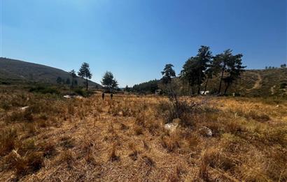 Bodrum Gökpınar 16680 m2 5 Parsel Orman Cepheli Çiftlik Arazisi