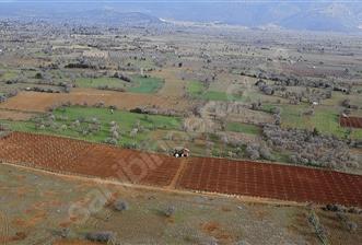 Tavas/Kızılcabölük'te Satılık 32.625 m2 Ceviz Bahçesi