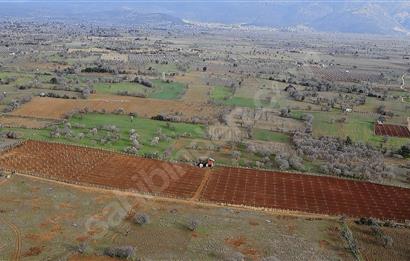 Tavas/Kızılcabölük'te Satılık 32.625 m2 Ceviz Bahçesi