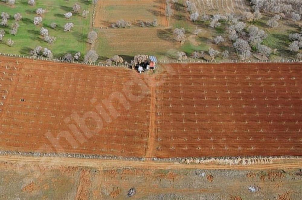 Tavas/Kızılcabölük'te Satılık 32.625 m2 Ceviz Bahçesi