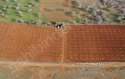 Tavas/Kızılcabölük'te Satılık 32.625 m2 Ceviz Bahçesi