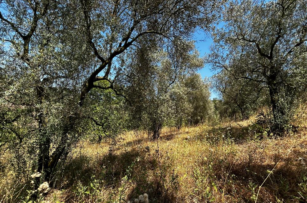 C21 Cius; Muratoba'da Eşsiz Manzaralı Verimli Satılık Zeytinlik