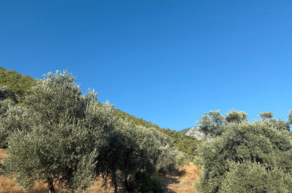 Muğla Akbük Deniz manzaralı Satılık Tarla