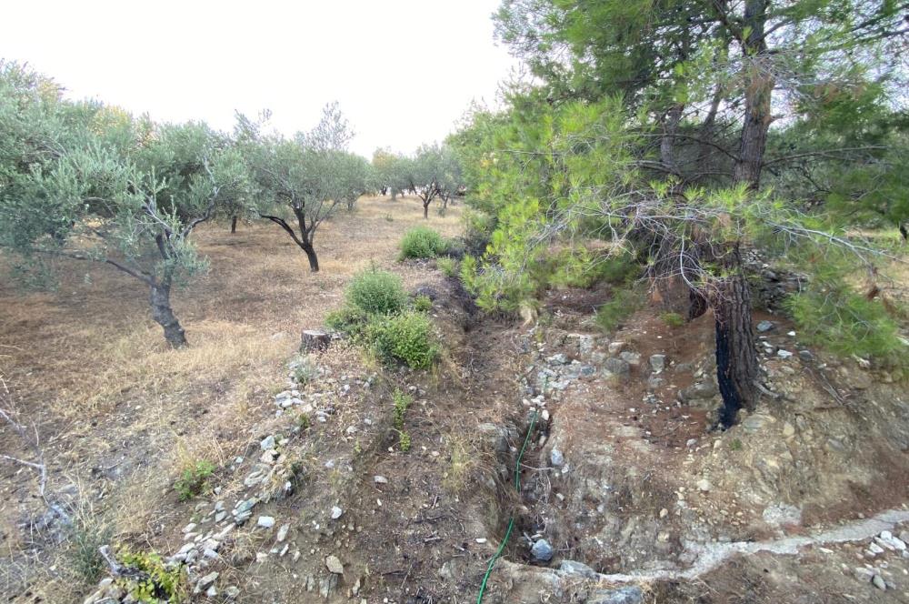 CENTURY21 BAL'DAN GÜREDE DENİZ MANZARALI SATILIK 492 M2 ZEYTİNLİK
