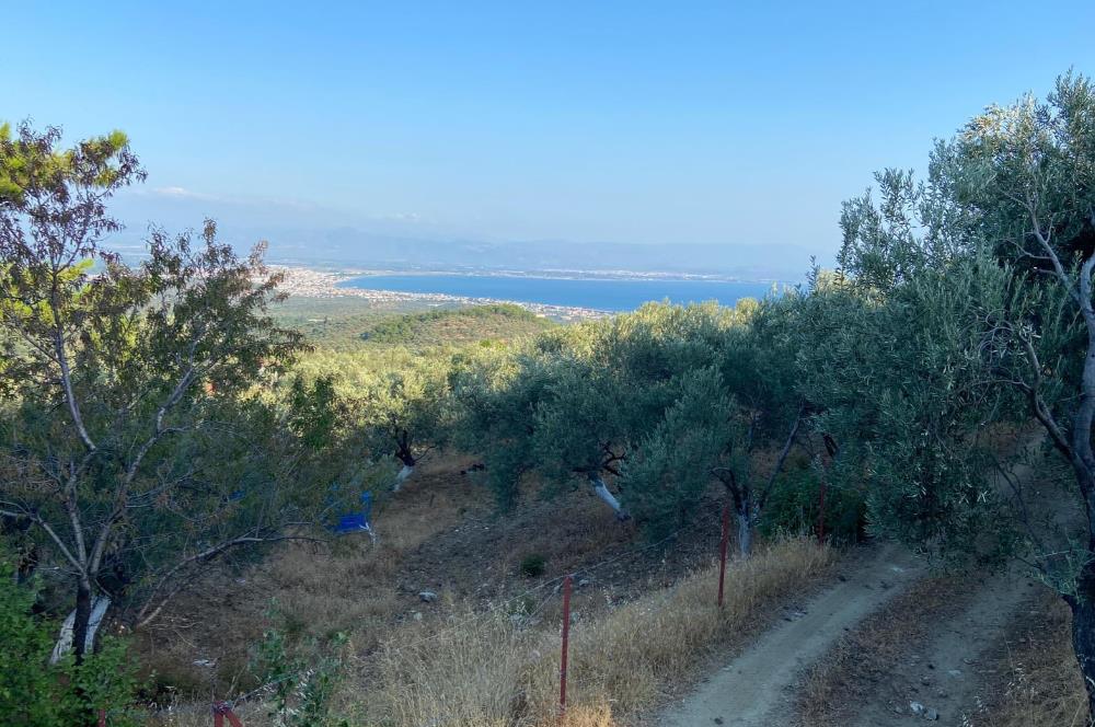 CENTURY21 BAL'DAN GÜREDE DENİZ MANZARALI SATILIK 492 M2 ZEYTİNLİK