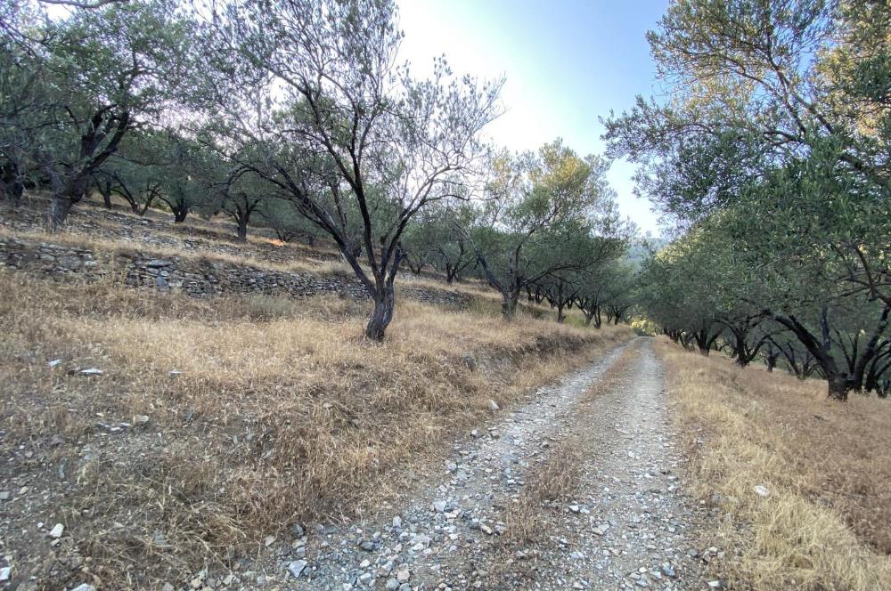 CENTURY21 BAL'DAN GÜREDE DENİZ MANZARALI SATILIK 492 M2 ZEYTİNLİK