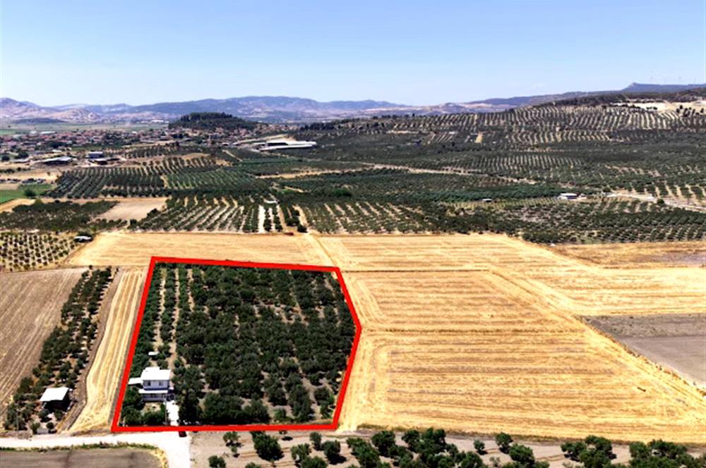 Foça Gerenköy'de 12 Dönüm Zeytinlik ve İki Katlı Müstakil Ev