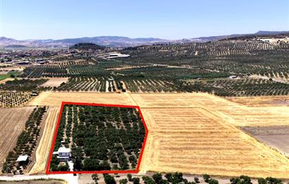 Foça Gerenköy'de 12 Dönüm Zeytinlik ve İki Katlı Müstakil Ev