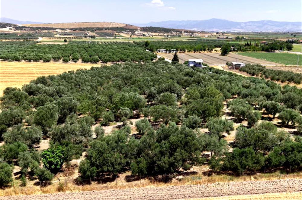 Foça Gerenköy'de 12 Dönüm Zeytinlik ve İki Katlı Müstakil Ev