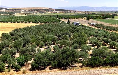 Foça Gerenköy'de 12 Dönüm Zeytinlik ve İki Katlı Müstakil Ev