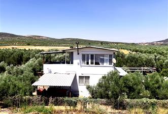 Foça Gerenköy'de 12 Dönüm Zeytinlik ve İki Katlı Müstakil Ev