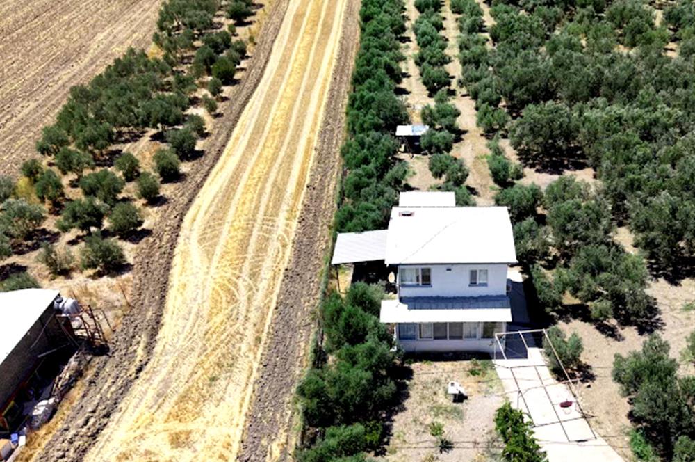 Foça Gerenköy'de 12 Dönüm Zeytinlik ve İki Katlı Müstakil Ev