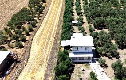 Foça Gerenköy'de 12 Dönüm Zeytinlik ve İki Katlı Müstakil Ev