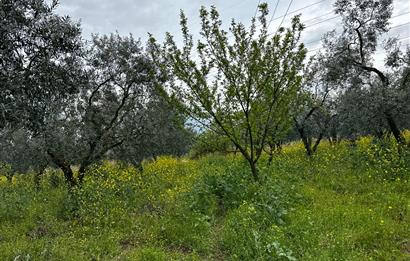 C21 Cius; Engürücük'te Depolama/Lojistik Alanlarında Zeytinlik