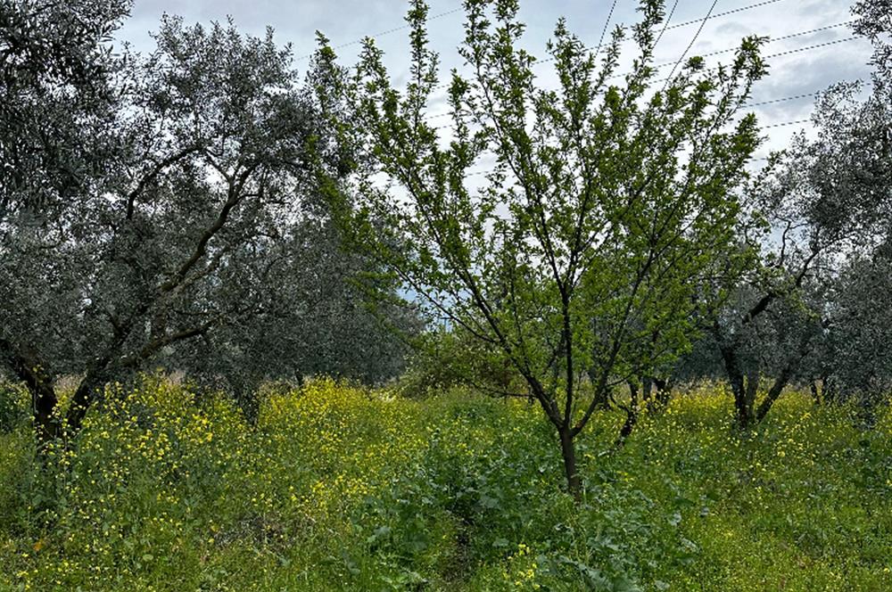 C21 Cius; Engürücük'te Depolama/Lojistik Alanlarında Zeytinlik