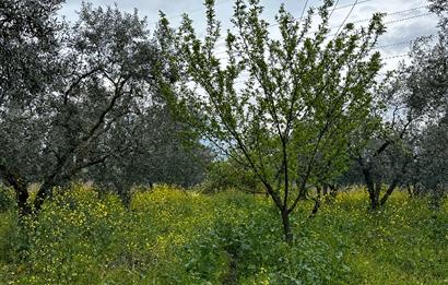 C21 Cius; Engürücük'te Depolama/Lojistik Alanlarında Zeytinlik