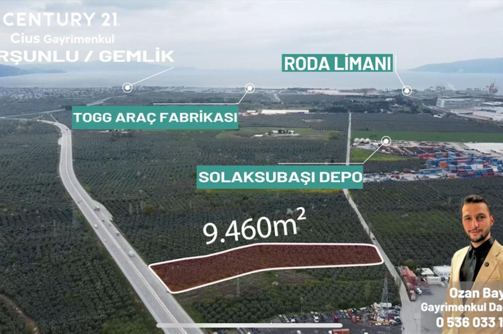 C21 Cius; Engürücük'te Depolama/Lojistik Alanlarında Zeytinlik