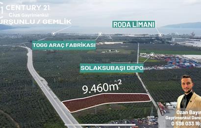 C21 Cius; Engürücük'te Depolama/Lojistik Alanlarında Zeytinlik