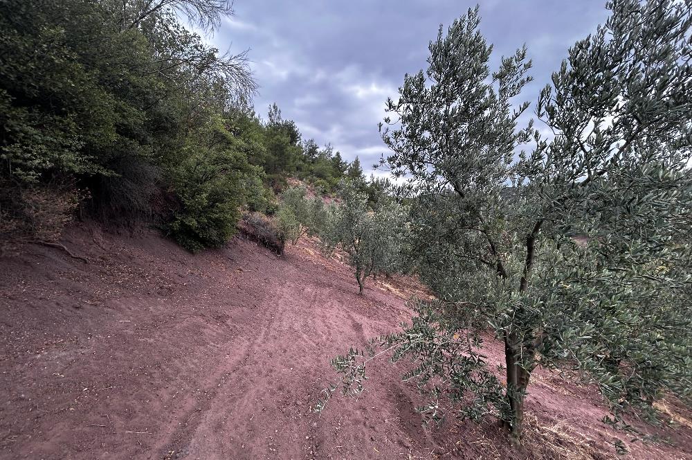 C21 Cius;Muratoba da Satılık Bakımlı Zeytinlik