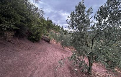 C21 Cius;Muratoba da Satılık Bakımlı Zeytinlik