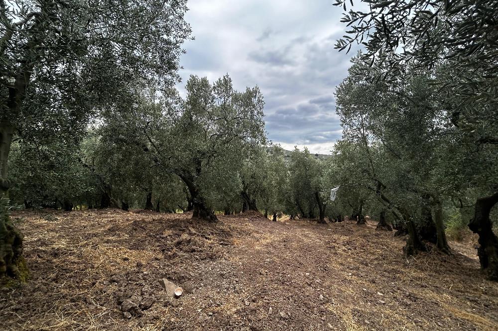 C21 Cius;Muratoba da Satılık Bakımlı Zeytinlik