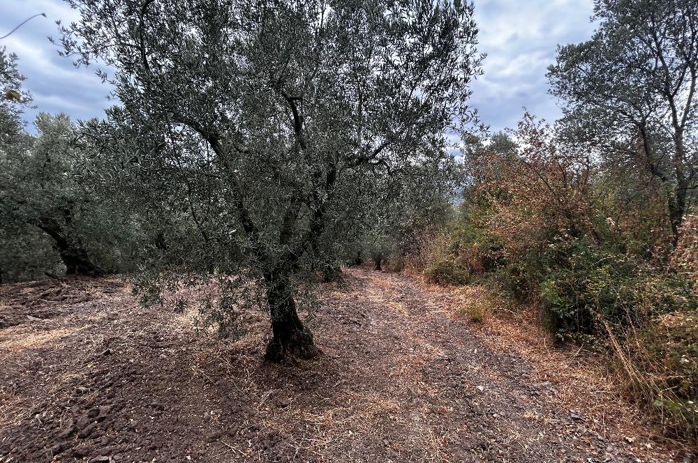 C21 Cius;Muratoba da Satılık Bakımlı Zeytinlik