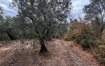 C21 Cius;Muratoba da Satılık Bakımlı Zeytinlik