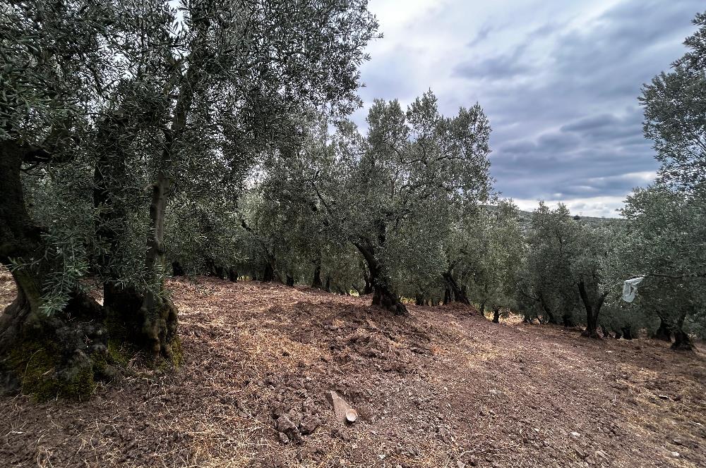 C21 Cius;Muratoba da Satılık Bakımlı Zeytinlik