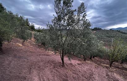 C21 Cius;Muratoba da Satılık Bakımlı Zeytinlik