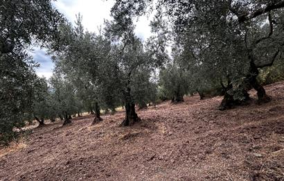 C21 Cius;Muratoba da Satılık Bakımlı Zeytinlik