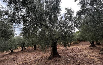 C21 Cius;Muratoba da Satılık Bakımlı Zeytinlik