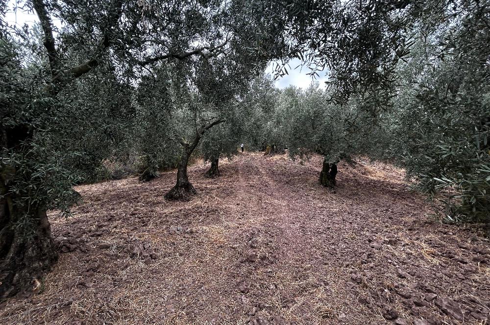 C21 Cius;Muratoba da Satılık Bakımlı Zeytinlik
