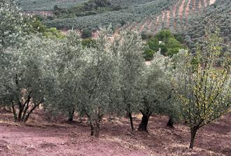C21 Cius;Muratoba da Satılık Bakımlı Zeytinlik