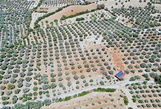 Century 21 Net'ten Aydın Karacasu'da 5800 m2 Zeytinlik