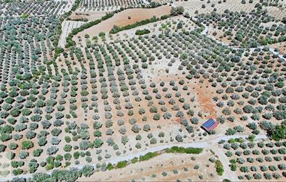 Century 21 Net'ten Aydın Karacasu'da 5800 m2 Zeytinlik