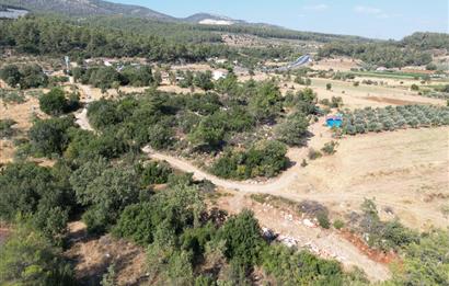 Muğla Milas Karayolu Üzeri Satılık Tarla