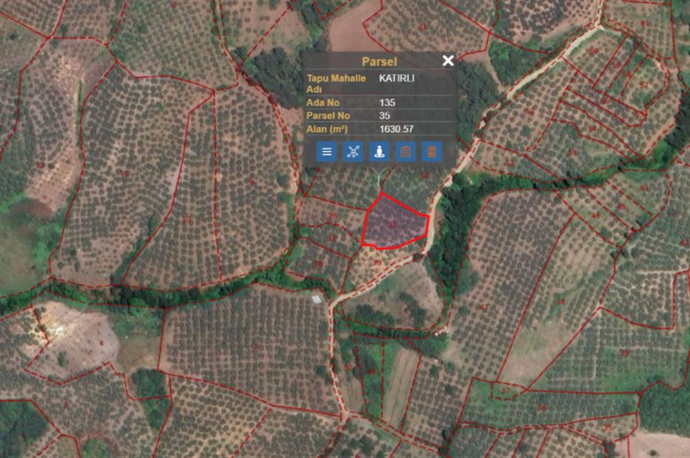 C21 Cius; Katırlı 1630m² Yola Cephe Satılık Bakımlı Zeytinlik