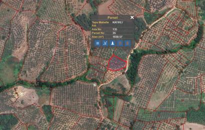 C21 Cius; Katırlı 1630m² Yola Cephe Satılık Bakımlı Zeytinlik