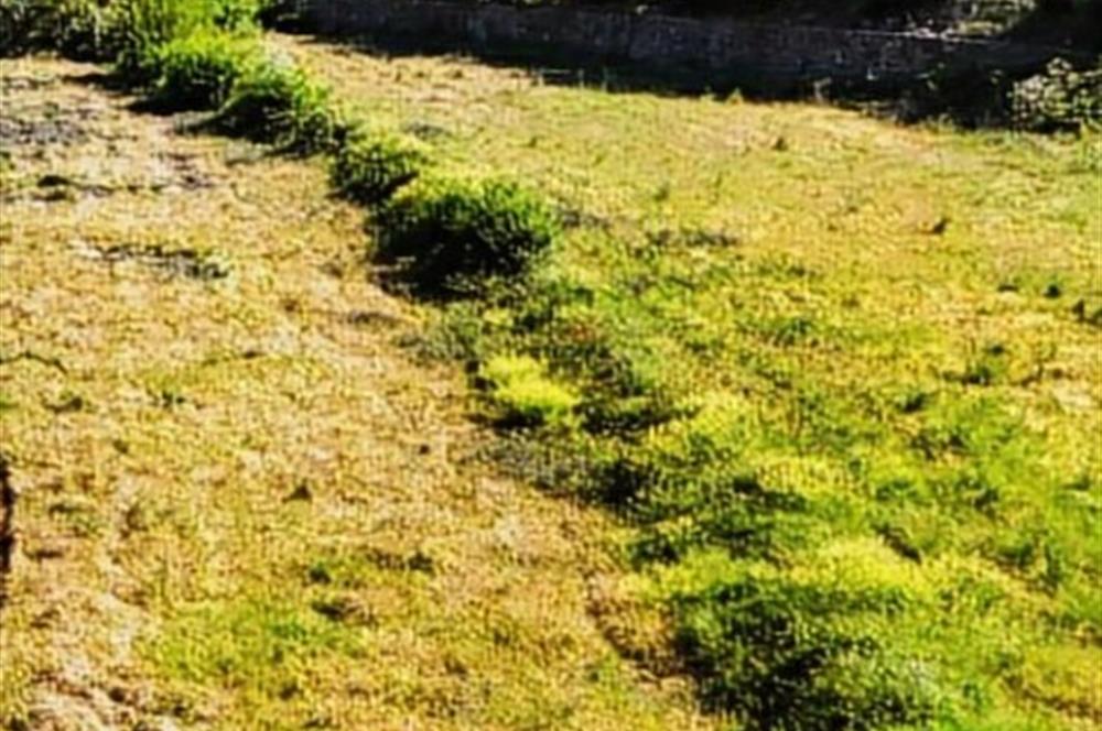 BALIKESİR SINDIRGI CÜNEYT (BAYIRLI) MAH. SATILIK VERİMLİ TARLA