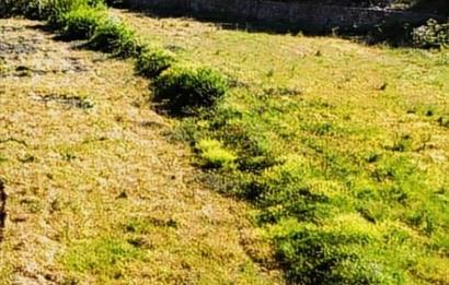BALIKESİR SINDIRGI CÜNEYT (BAYIRLI) MAH. SATILIK VERİMLİ TARLA