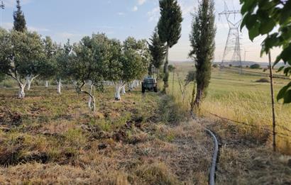 CENTURY21 BAL'DAN ALİAĞA ÇALTILIDERE'DE SATILIK ZEYTİNLİK