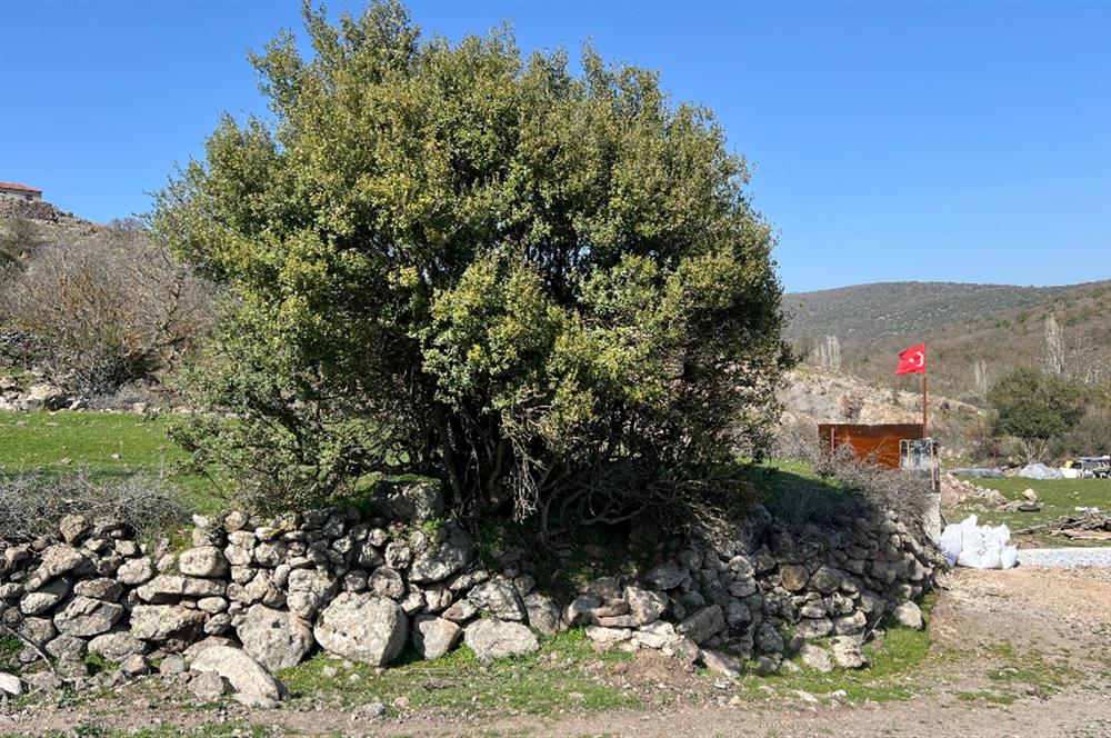 İZMİR BERGAMA SATILIK TARLA 1.988 m2 *YOLU AÇIK, ELEKT+SU_120m*