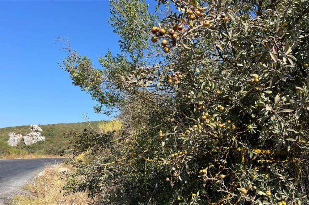 BALIKESİR KEPSUT SATILIK 4.000m2 TARLA *80m ASFALT YOL CEPHELİ*