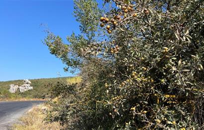 BALIKESİR KEPSUT SATILIK 4.000m2 TARLA *80m ASFALT YOL CEPHELİ*