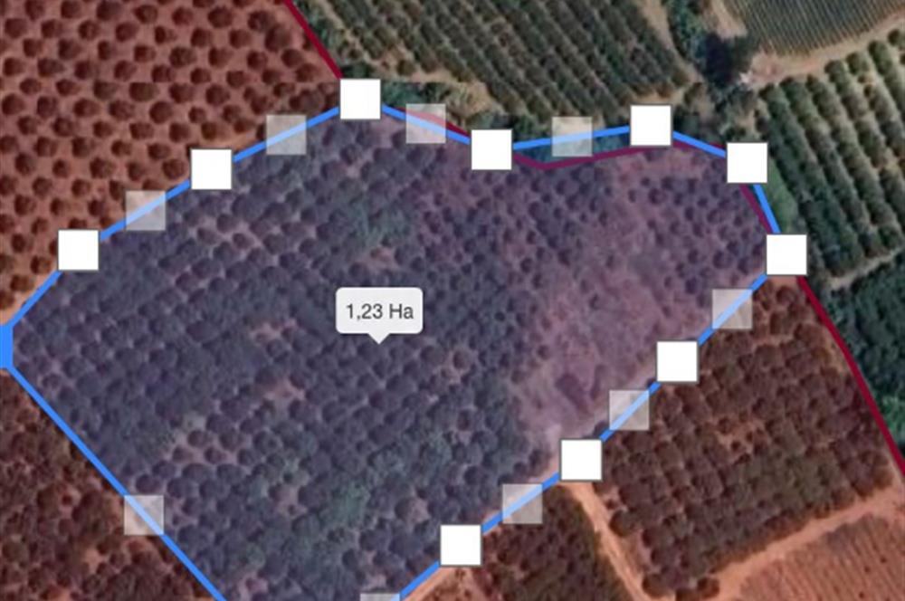 IĞDIR MAH. 10330 M² SINIRLARI BELİRLİ YATIRIMLIK BAHÇE