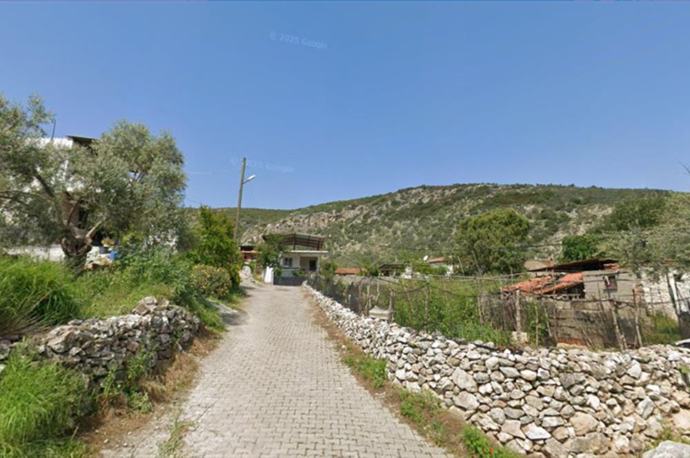 10050.62 m2 Olive Grove in Milas Damlıboğaz Village