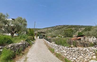 10050.62 m2 Olive Grove in Milas Damlıboğaz Village