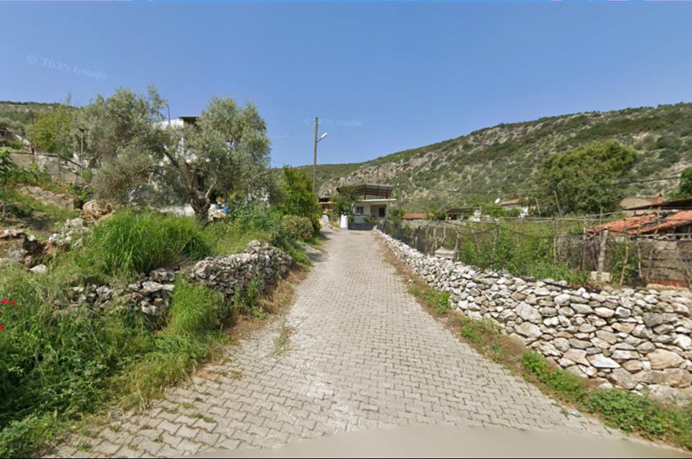 10050.62 m2 Olive Grove in Milas Damlıboğaz Village